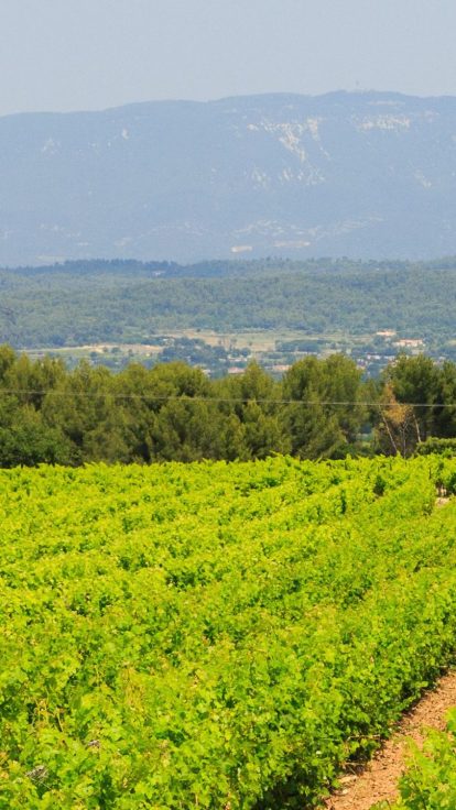 Panorama sur le vignoble du Château de Vauclaire et les montagnes de Provence