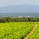 La Tiny House des Vignes du Château de Vauclaire