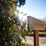 La Tiny House des Vignes du Château de Vauclaire