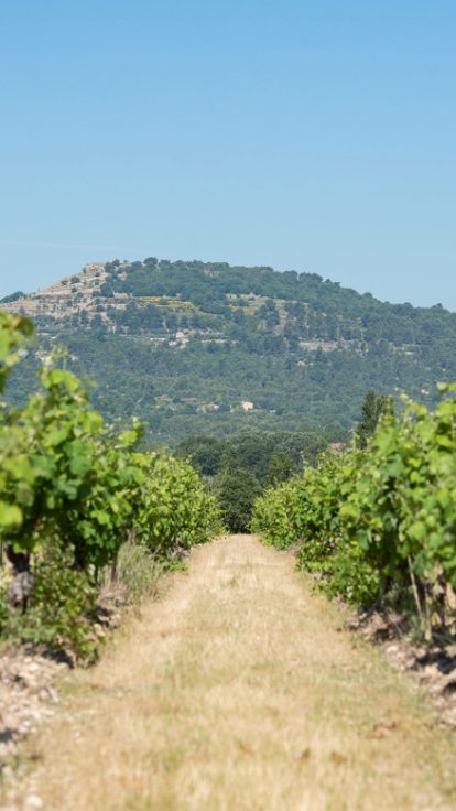 Que faire autour d’Aix-en-Provence : nos idées nature et terroir